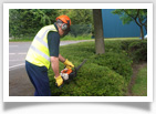 Shrub Maintenance Image