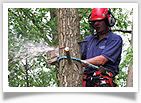 Tree Surgery Image